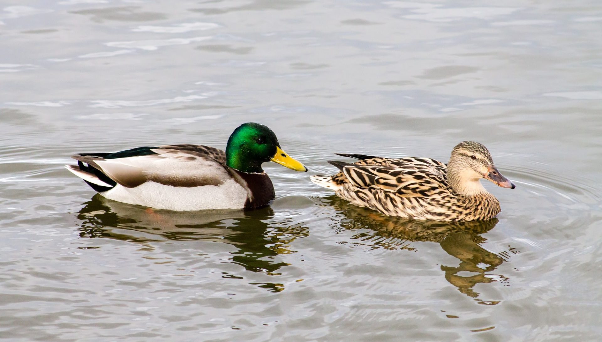 Iluminar el Manzanares: ¿Un riesgo para la biodiversidad de Madrid Río?
