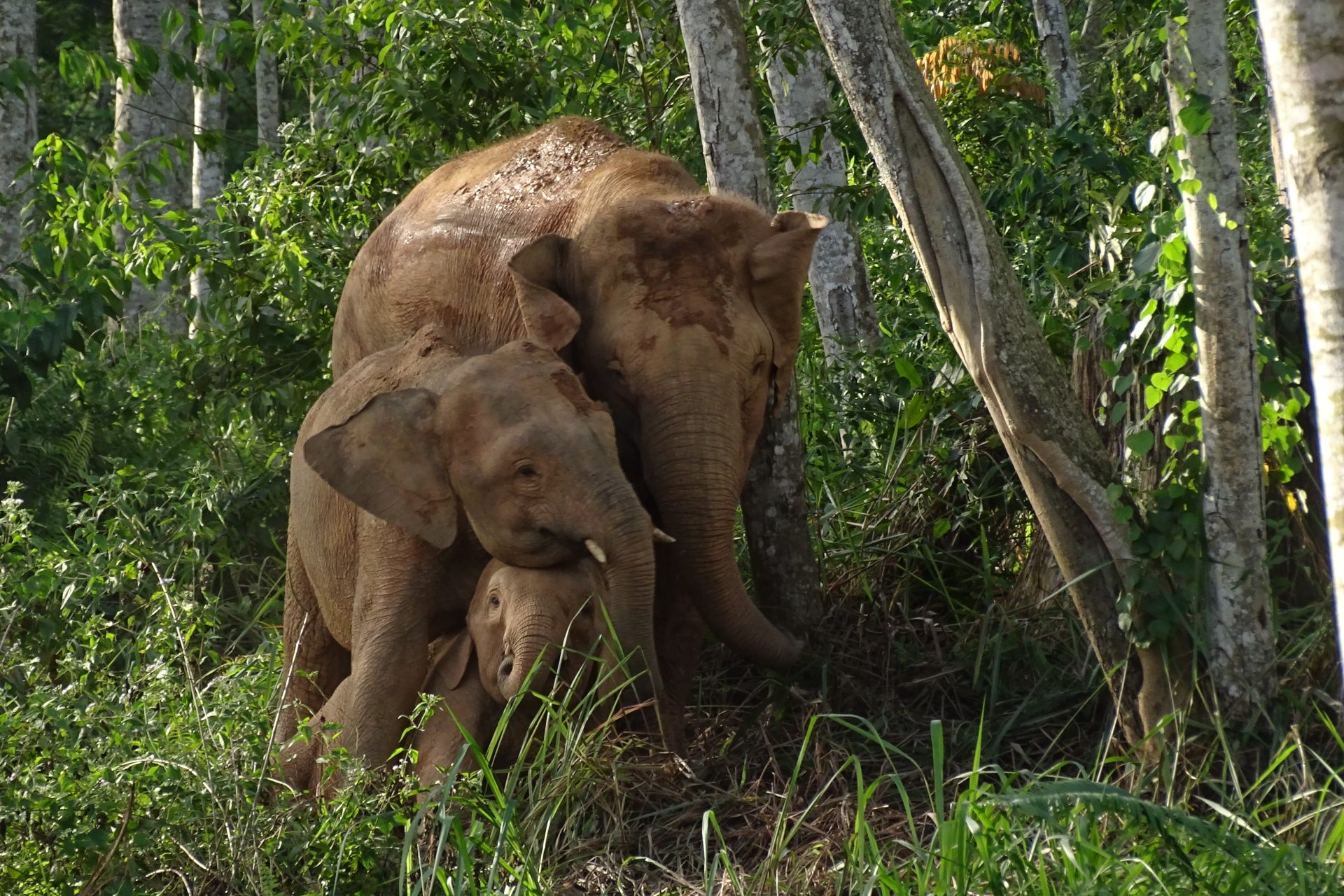 El elefante de Borneo (elephas maximus borneensis), una subespecie de la que se estima que hay un millar de ejemplares en estado salvaje, corre peligro de extinción debido a la acción humana en su hábitat, advirtió este jueves la Unión Internacional para la Conservación de la Naturaleza (UICN). EFE/ UICN/Cheryl Cheah/WWF-Malaysia/SOLO USO EDITORIAL/SOLO DISPONIBLE PARA ILUSTRAR LA NOTICIA QUE ACOMPAÑA (CRÉDITO OBLIGATORIO)