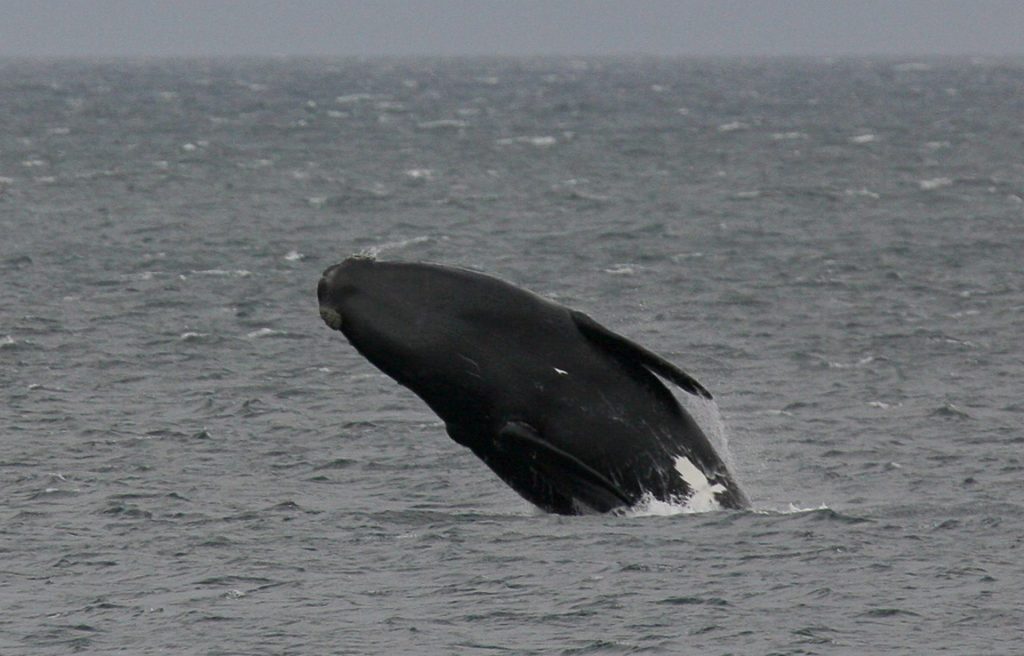 XNB04 CIUDAD DEL CABO (ÁFRICA DEL SUR) 18/09/06 .- Una ballena franca se puede ver en el Océano Indico en la bahía False de Ciudad del Cabo, África del Sur, lunes 18 de septiembre. Las ballenas francas utilizan las bahías de África del Sur para dar a luz en esta época del año. Ellas viajan aproximadamente 2000 km desde el sur en la Antártida. Estas ballenas pueden llegar a crecer 18 metros de largo y pesar 100 toneladas. Sus cuerpos son casi en su totalidad negros. La población de estas ballenas se ha reducido debido a su caza, ahora es una especie en peligro de extinción. EFE/NIC BOTHMA