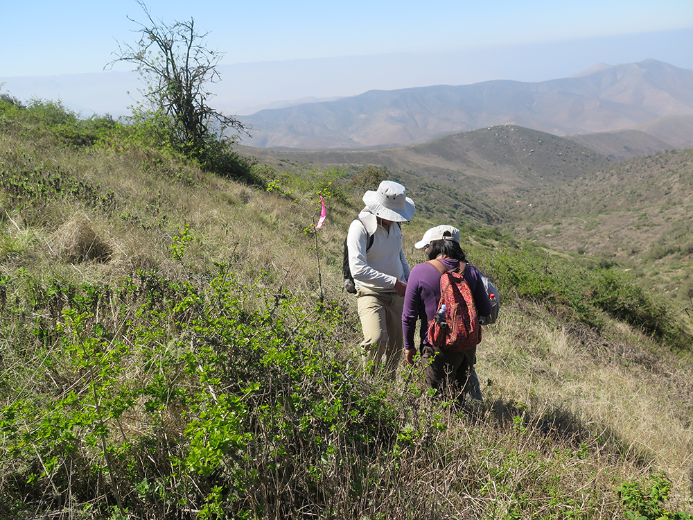Investigadores de universidades españolas y peruanas han planteado nuevas maneras de recuperar los bosques tropicales secos de zonas andinas, que constituyen uno de los ecosistemas más amenazados a nivel mundial. Imagen de Lomas de Atiquipa. Foto: Juan Antonio Delgado Sáez-Cedida por la Universidad Complutense de Madrid