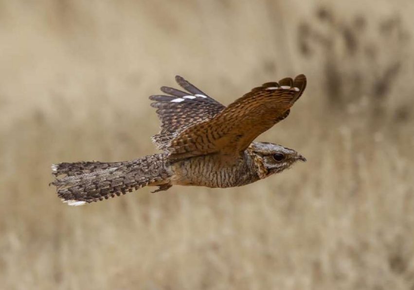 Fotografía cedida por el CSIC de un chotacabras cuellirrojo en vuelo. © José Luis Bautista.
