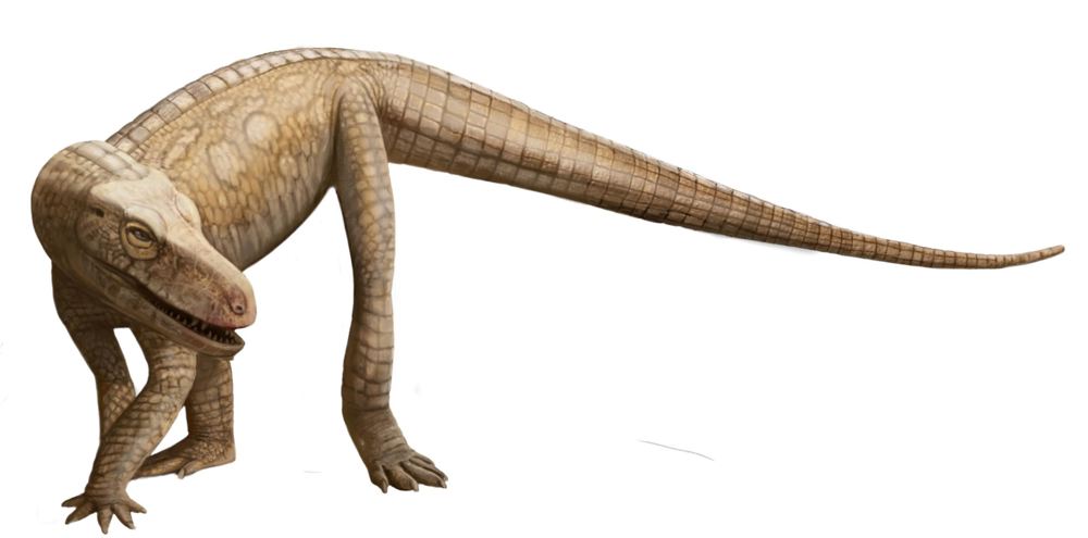 (Dinobrasil) Parvosuchus aurelioi. Crédito Matheus Fernandes.