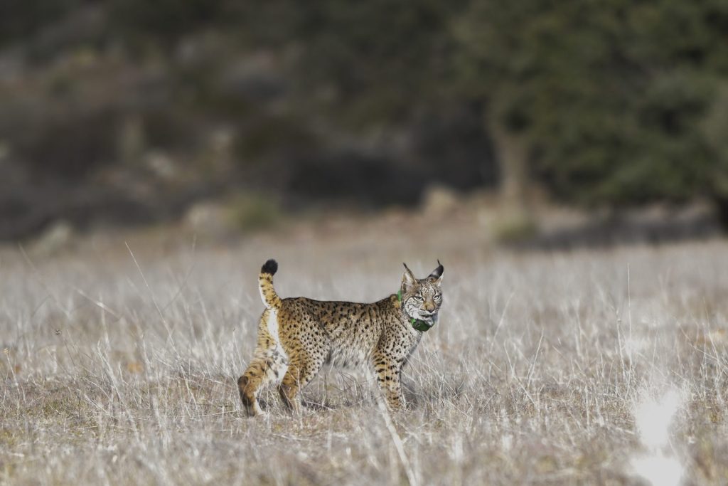 TORRE DE JUAN ADAD (Ciudad Real), 07/03/2023.- La población de lince ibérico se aproxima ya a los 600 ejemplares en Castilla-La Mancha, región en la que en 2022 nacieron 223 cachorros en libertad. Así lo ha puesto de manifiesto este martes el viceconsejero de Medio Ambiente de la Consejería de Desarrollo Sostenible del Gobierno de Castilla-La Mancha, Fernando Marchán, en declaraciones a los medios de comunicación, después de una suelta en Torre de Juan Abad. EFE/Jesús Monroy