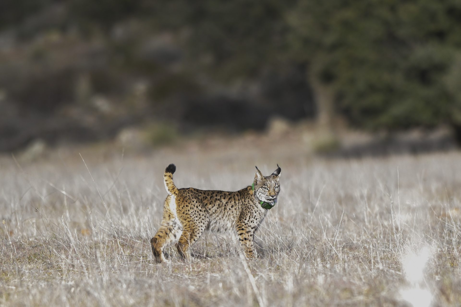 TORRE DE JUAN ADAD (Ciudad Real), 07/03/2023.- La población de lince ibérico se aproxima ya a los 600 ejemplares en Castilla-La Mancha, región en la que en 2022 nacieron 223 cachorros en libertad. Así lo ha puesto de manifiesto este martes el viceconsejero de Medio Ambiente de la Consejería de Desarrollo Sostenible del Gobierno de Castilla-La Mancha, Fernando Marchán, en declaraciones a los medios de comunicación, después de una suelta en Torre de Juan Abad. EFE/Jesús Monroy