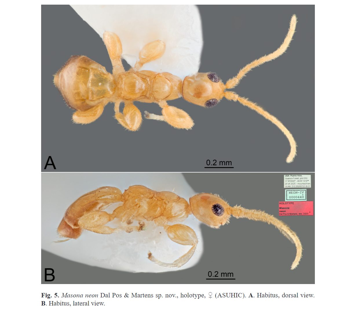 Masonaneon Dal Pos & Martens sp. nov., holotype, ♀ (ASUHIC). A. Habitus, dorsal view. B. Habitus, lateral view.