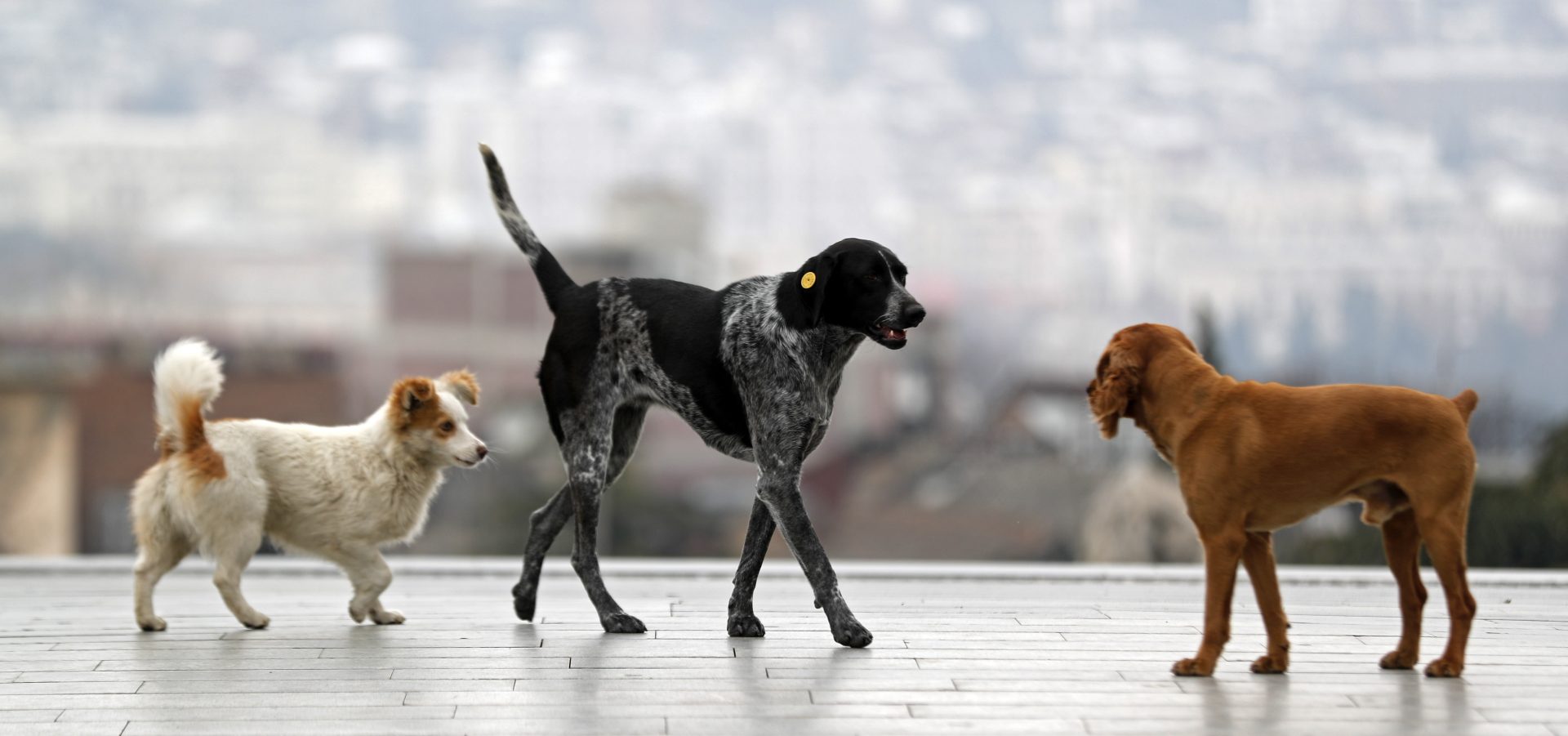 Tbilisi (Georgia), 19/01/2020.- Stray dogs in Tbilisi, Georgia, 19 January 2020 (issued 11 February 2020). During the collapse of the Soviet Union and the Georgian civil war, stray dogs that roamed the streets of Tbilisi suffered exclusion and discrimination. Those days are so far gone now that these animals have become not only a normal part of the urban landscape but beloved inhabitants of the Georgian capital. The Tbilisi city council opened a shelter, where near 150 specialists of the Animal Monitoring Agency of Tbilisi (AMA) guarantee they live in good conditions. The dogs are now well-fed, sterilized and receive the necessary veterinary care. The council has also enabled spaces for dog walking and training. (Abierto) EFE/EPA/ZURAB KURTSIKIDZE