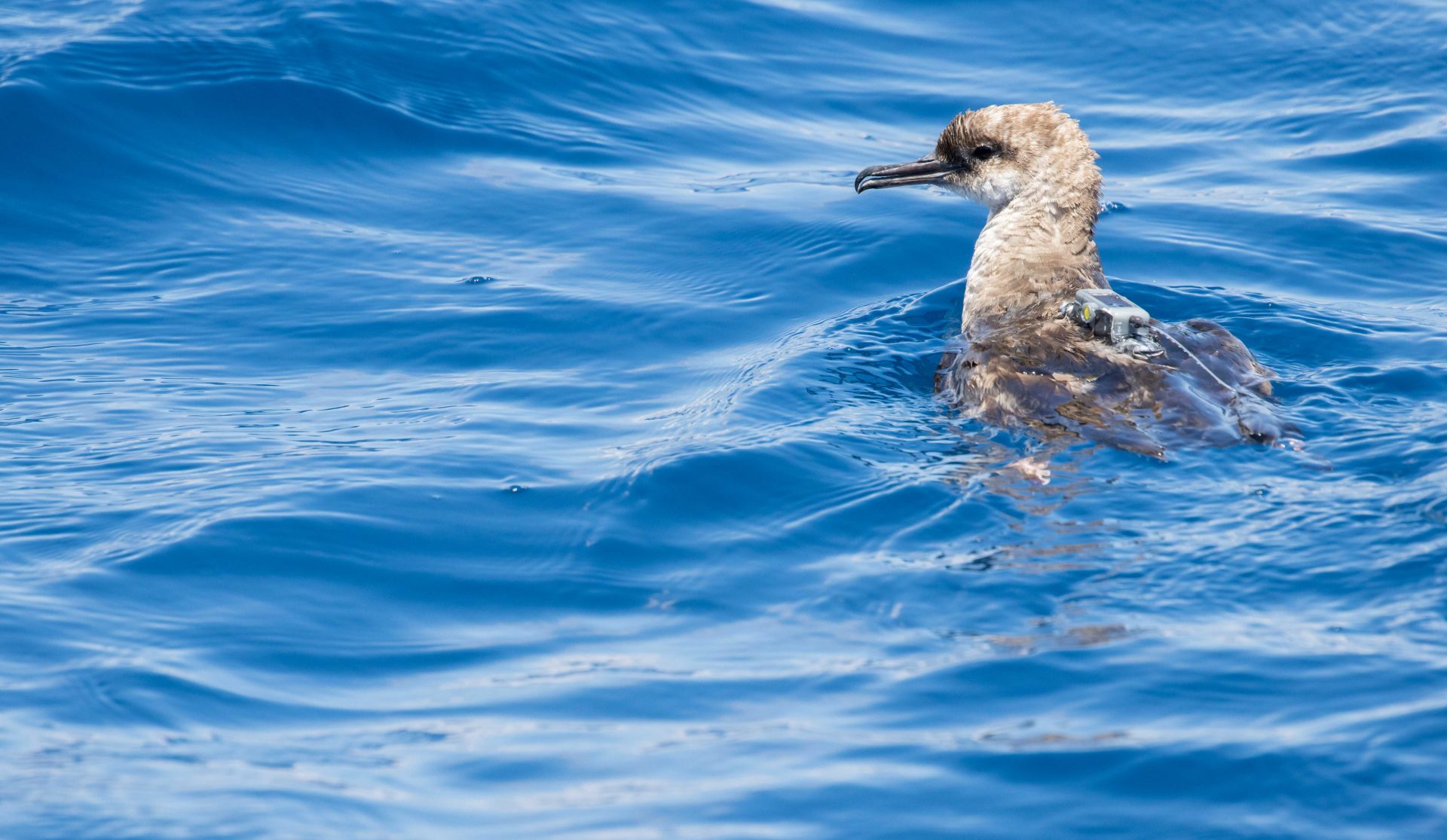 Los albatros celebran su día internacional y recuerdan la importancia de seguir cuidando los espacios marinos