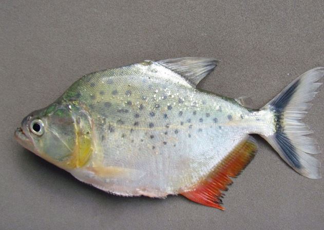 Fotografía en vivo del Holotipo de Serrasalmus magallanesi, subcuenca del río Beni, cuenca del Amazonas. / Autoría: Dr. Fernando M. Carvajal-Vallejos