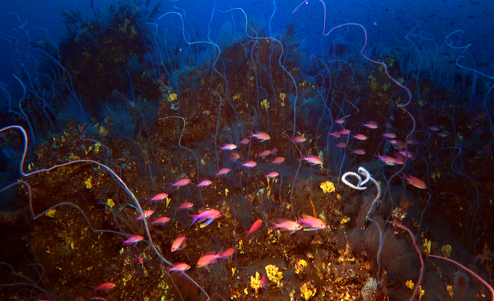 Corales y peces en la lava submarina del volcán Tajogaite de La Palma. Fotografía facilitada por el IGME-CSIC. EFE