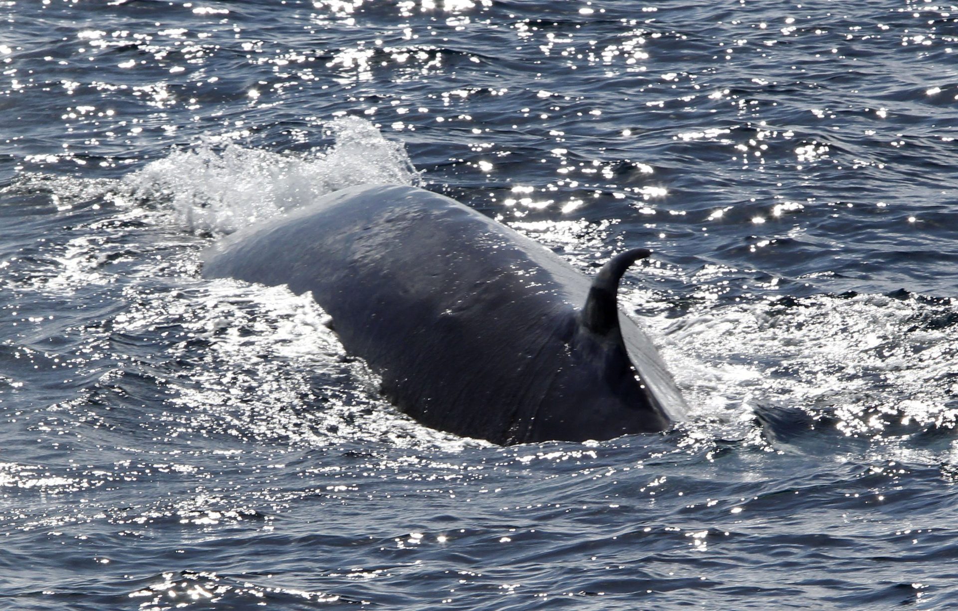 GRA259. MOGÁN (GRAN CANARIA), 24/02/2014.- Rorcual visto hoy a 5 millas nauticas de la localidad de Puerto Rico, en el municipio de Mogán (Gran Canaria). EFE/Elvira Urquijo A.