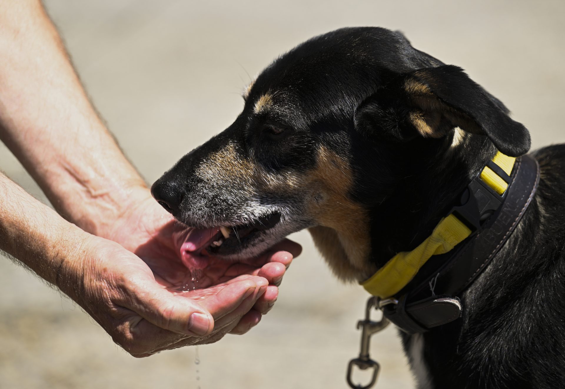 PAMPLONA, 10/06/2023.- Un hombre alivia el calor a su perro y le da de beber en una de las fuentes de la Plaza del Castillo, este lunes, en Pamplona, que se encuentra en alerta amarilla por elevadas temperaturas, junto al resto de la comunidad Foral, salvo la zona pirenaica y la vertiente atlántica. EFE/ Eloy Alonso