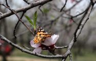 Pulwama (India), 27/03/2024.- A butterfly rests on an almond blossom inside an almond garden in Pulwama, south of Srinagar, the summer capital of Indian Kashmir, 27 March 2024. The almond bloom heralds the arrival of the spring season in Kashmir after a long spell of winter. EFE/EPA/FAROOQ KHAN