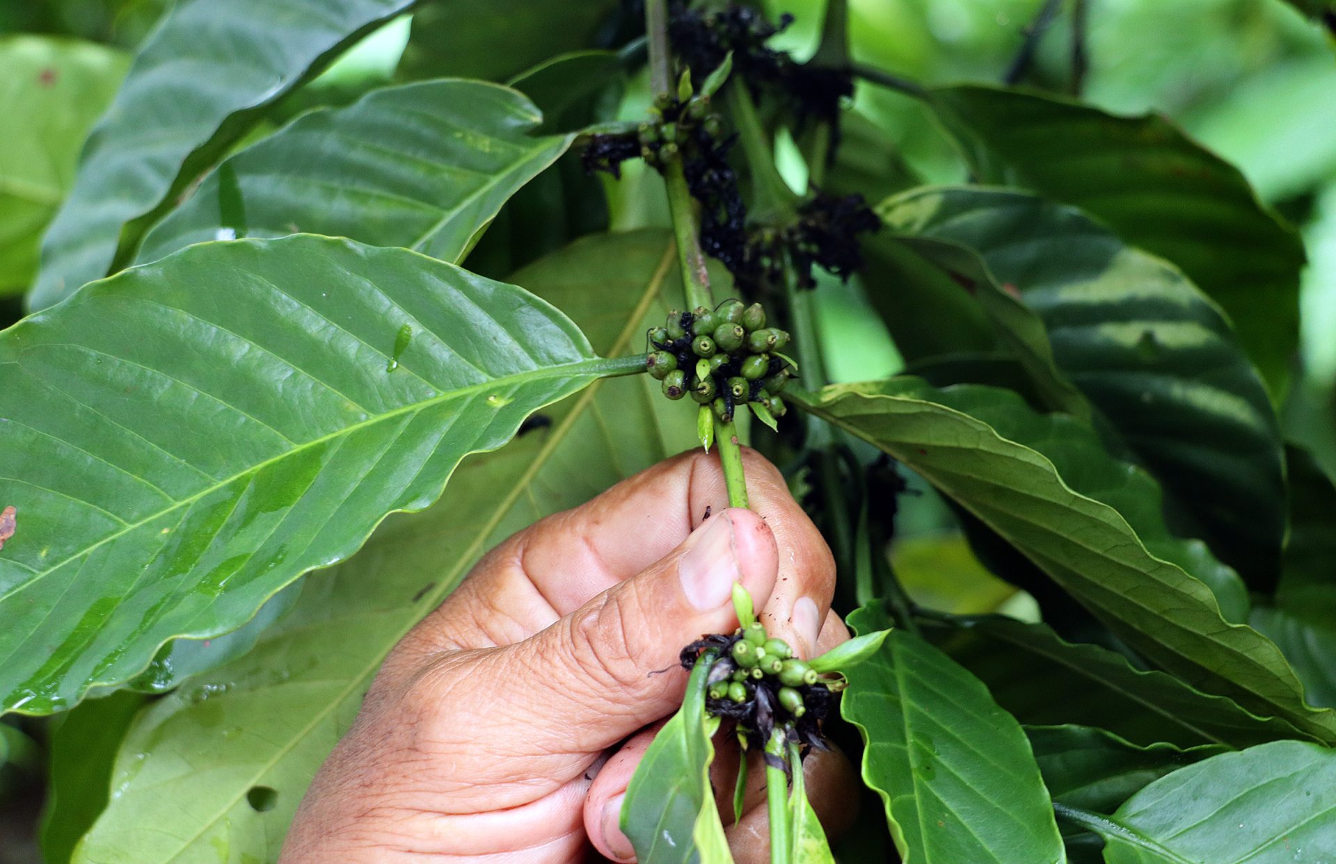 Fotografía de una planta de café este miércoles en la ciudad de Tapachula, en Chiapas (México). EFE/Juan Manuel Blanco