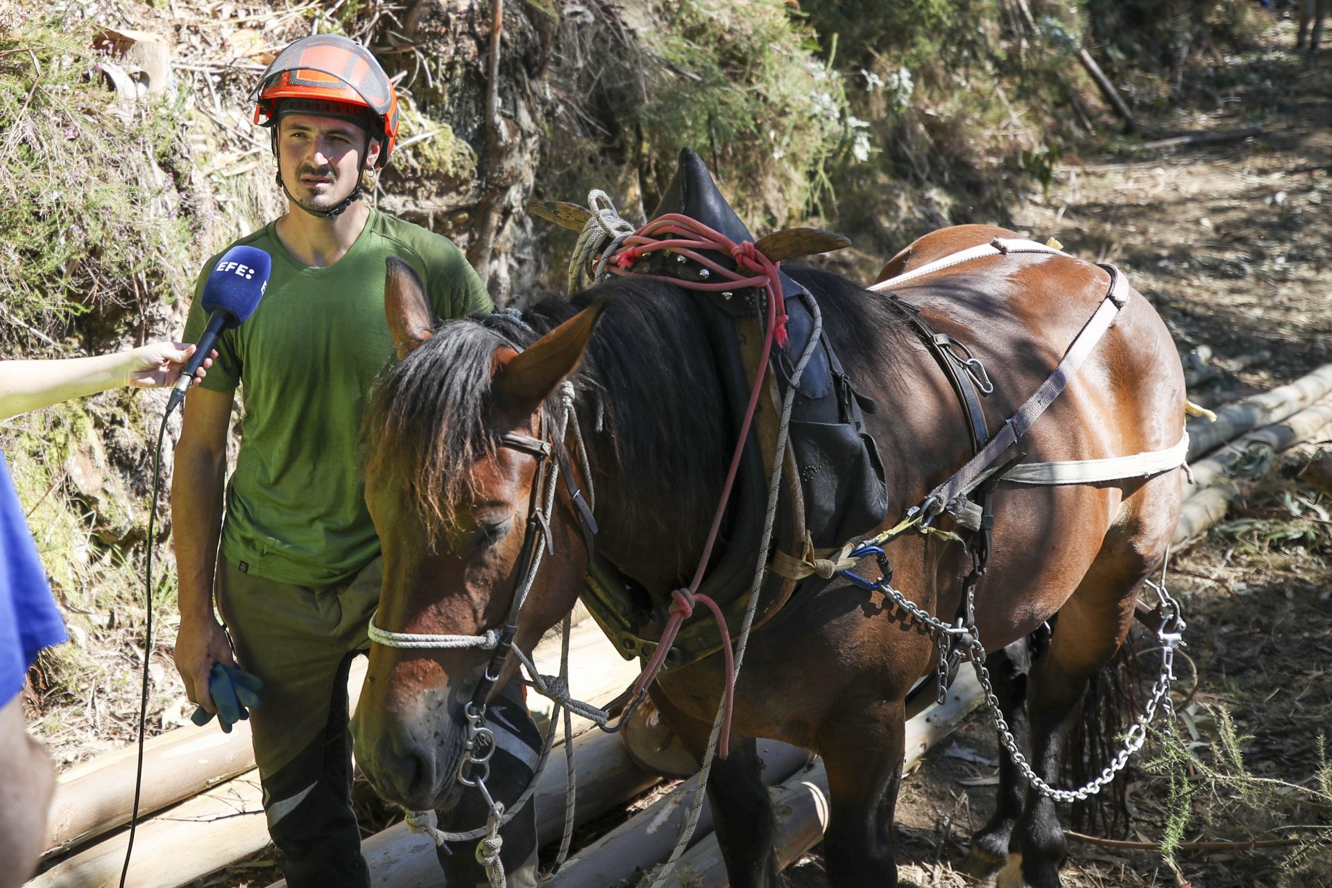 Unai Bikuña, responsable de la empresa ArdaGaia, que realiza las tareas sobre el terreno, explica a EFE que ya están actuando en la extracción de madera en Urdaibai desde hace unas dos semanas con dos yeguas, aunque su intención es trabajar, además de los caballos, también con mulas en el futuro. EFE/Luis Tejido