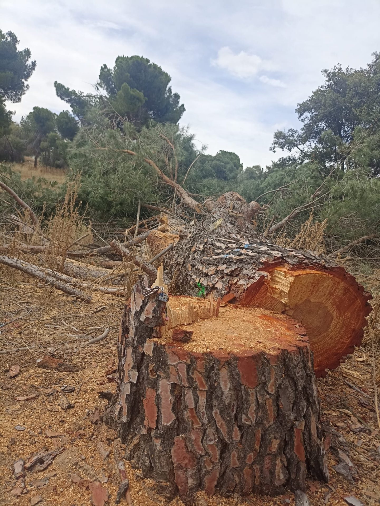 Tala en Montegancedo en imagen cedida a EFE por la plataforma 'Salvemos Montegancedo'. SOLO USO EDITORIAL/SOLO DISPONIBLE PARA ILUSTRAR LA NOTICIA QUE ACOMPAÑA (CRÉDITO OBLIGATORIO)