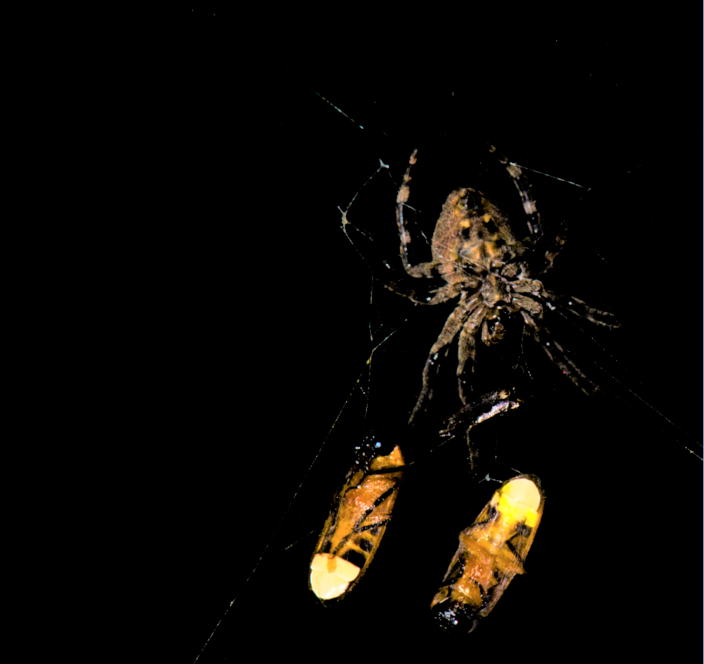 Un ejemplar de Araneus ventricosus con dos luciérnagas Abscondita terminalis macho atrapadas. Crédito: Xinhua Fu/ Huazhong Agricultural University