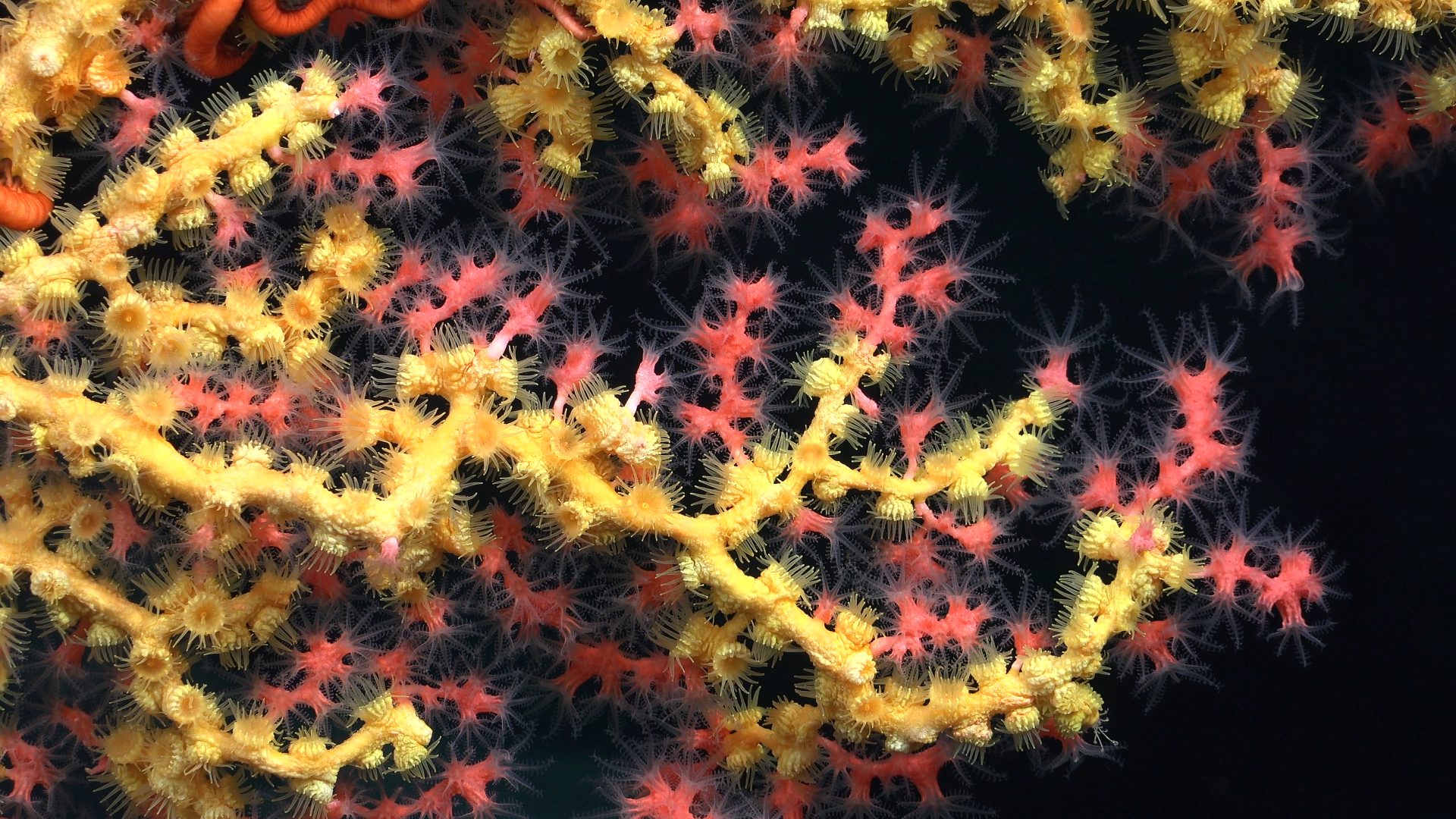 Paragorgia (coral chicle) cubierta de parazoántidos amarillos, documentada en el monte submarino T08 a lo largo de la dorsal de Nazca frente a la costa de Chile. Crédito: ROV SuBastian / Schmidt Ocean Institute