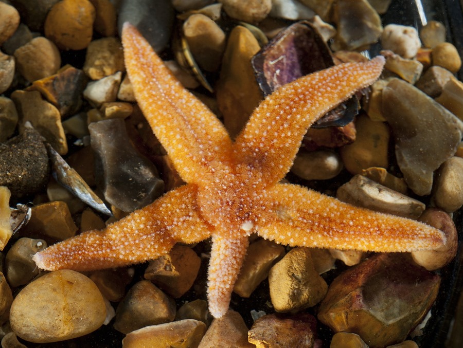 Fotografía de un ejemplar de la estrella de mar común europea 'Asterias rubens' con un brazo en regeneración. Crédito: Profesor Maurice Elphick/Universidad Queen Mary de Londres.