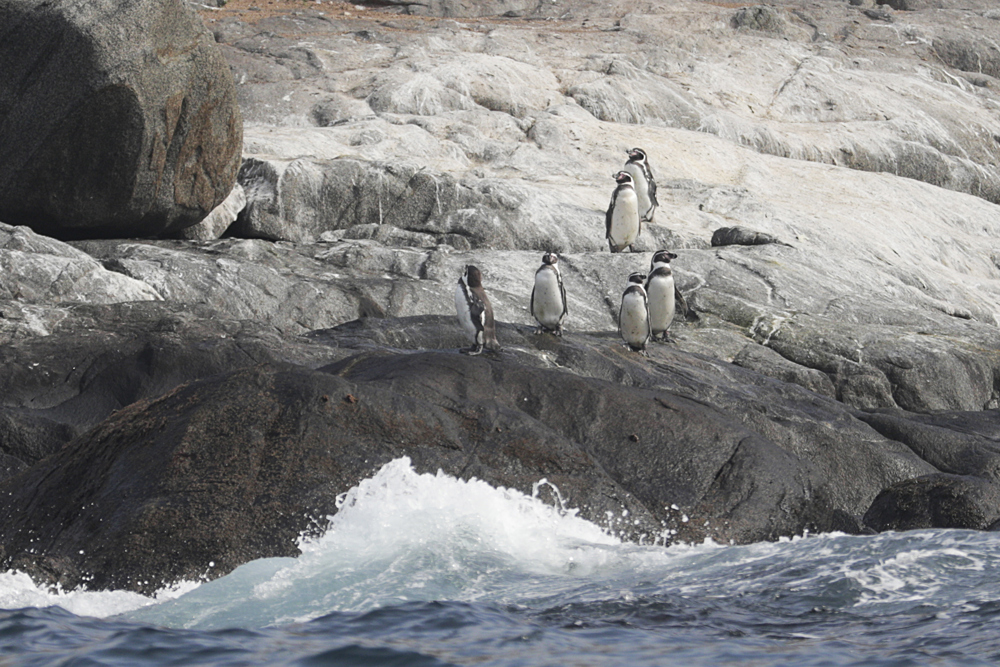 ZAPALLAR (CHILE), 02/08/2024.- Fotografía del 26 de julio 2024 de pingüinos de Humboldt en el Monumento Natural Isla Cachagua, frente a las costas de Cachagua, en la comuna de Zapallar, región de Valparaíso (Chile). Es una de las especies insignes de Chile, pero su estado de conservación es muy preocupante: se calcula que, si no se toman acciones inmediatas, el pingüino de Humboldt podría estar en alto riesgo de extinción en algo más de medio siglo. EFE/ Elvis González