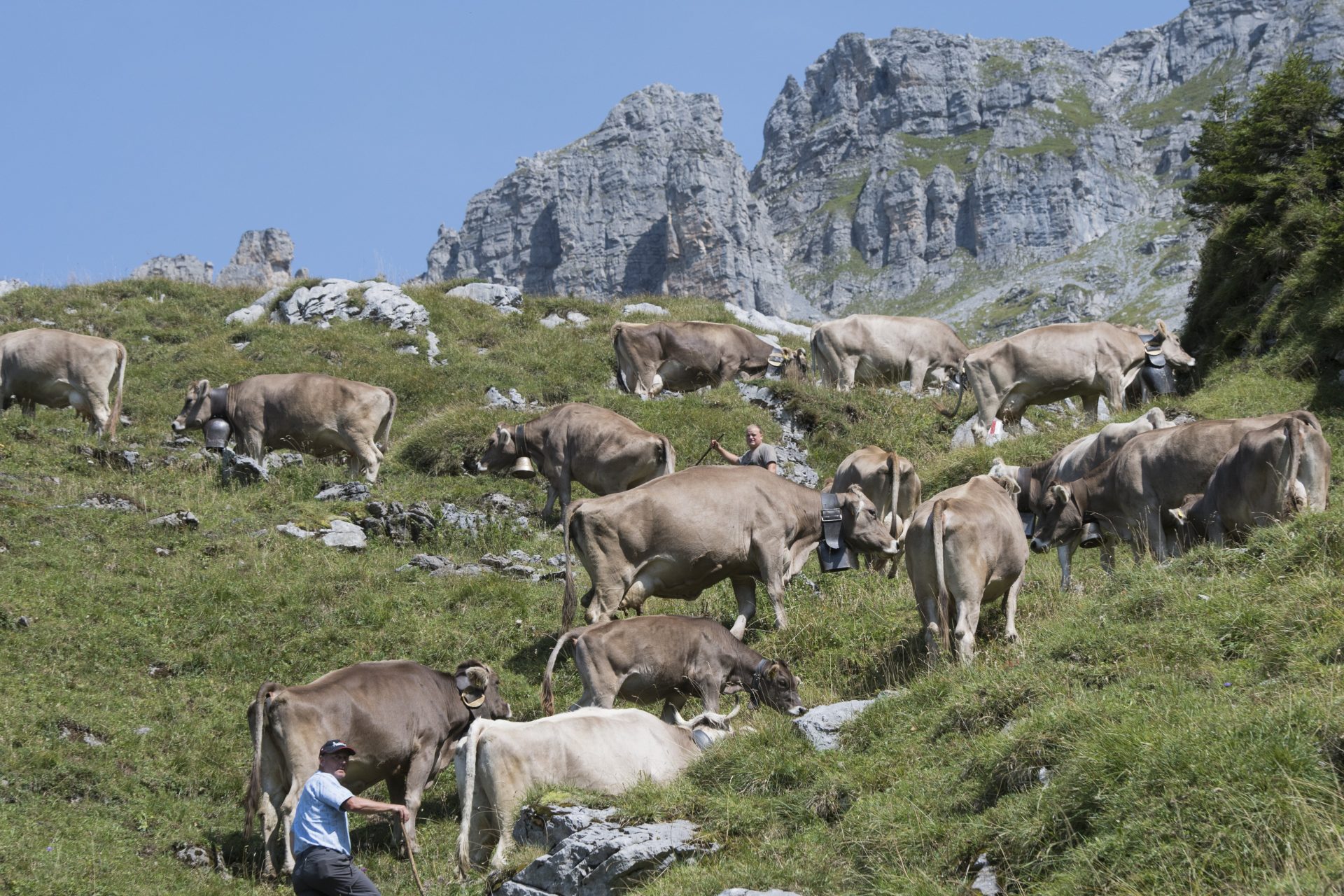 Un pastor conduce a su ganado por una colina en Klausenpass (Suiza) Archivo EFE/URS FLUEELER