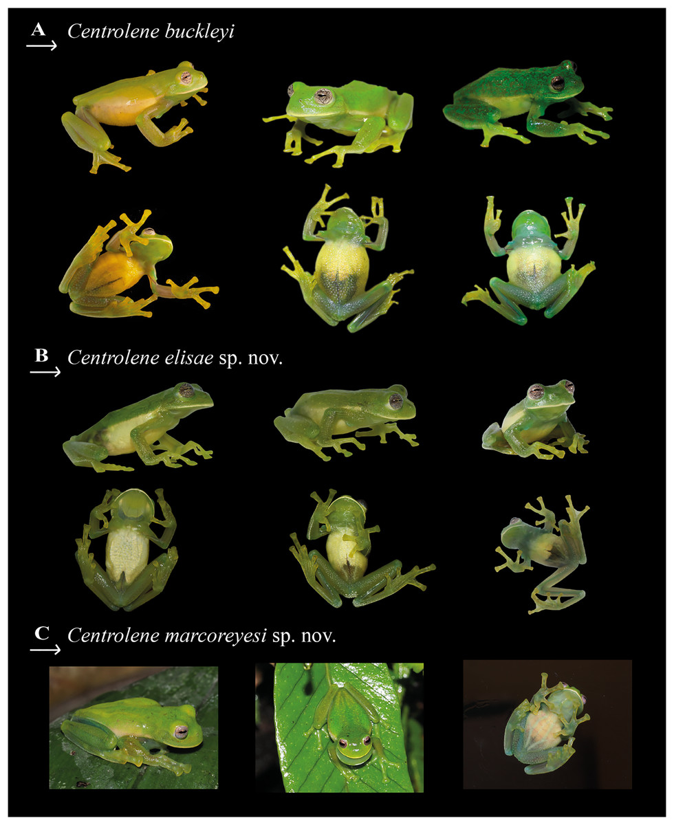 Patrones de color en vida de ranas de cristal estrechamente relacionadas.(A) Centrolene Buckleyi sensu stricto (machos adultos, MZUTI 763, DHMECN 13828, ZSFQ 4420). (B) Centrolene Elisae Sp. nov., paratipos (hembra adulta, ZSFQ 5367; macho adulto, ZSFQ 5369; macho adulto, ZSFQ 4428). (C) Centrolene Marcoreyesi Sp. nov. (paratipo, MUTPL 271, macho adulto). Fotografías de C. Buckleyi por Juan M. Guayasamin y Diego Batallas-Revelo; C. Elisae Sp . nov. por Mateo Vega-Yánez y Daniela Franco-Mena; y C. Marcoreyesi Sp. nov. por Paul Székely.