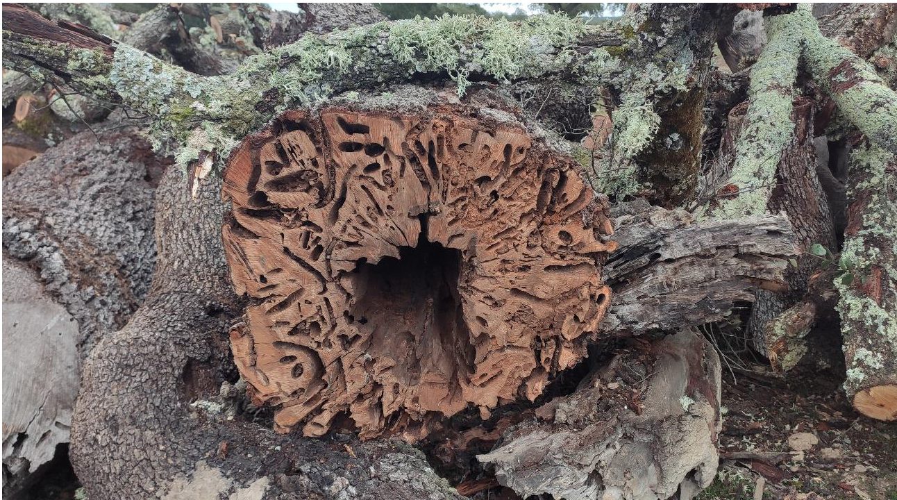 -Galerías realizadas en la madera por insectos xilófagos.-