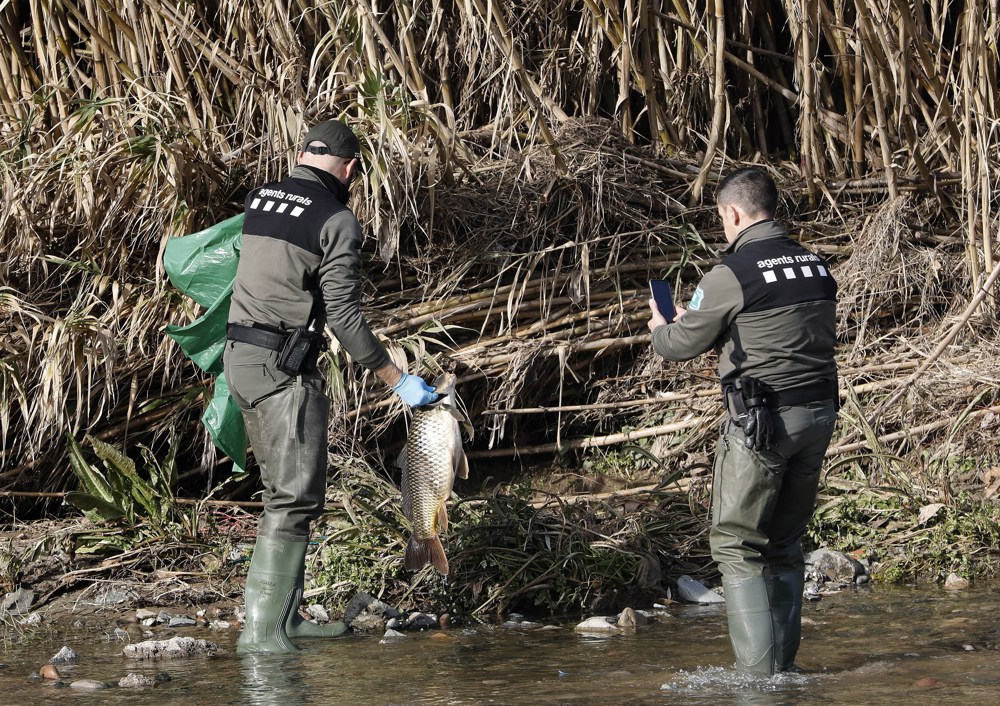 Imagen de archivo de agentes rurales recogiendo un pez muerto de la orilla del rio Besós por el incendio en una planta industrial. EFE/Andreu Dalmau