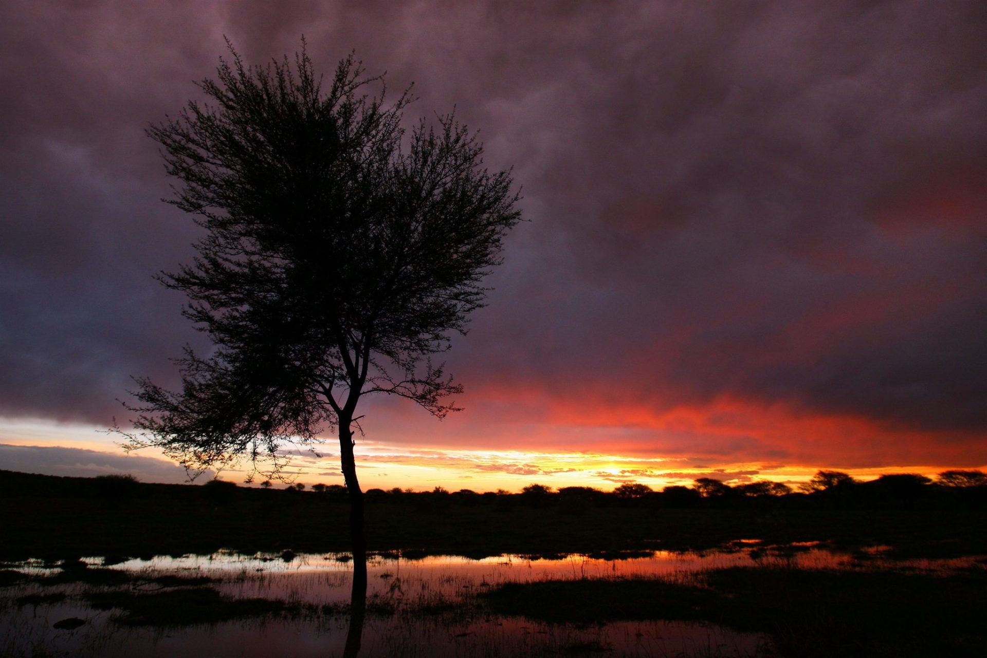 Un árbol sobre un campo de maiz inundado cerca del pueblo de Ramotswa al suroeste de Botswana, en una fotografía de archivo. EFE/Jon Hrusa