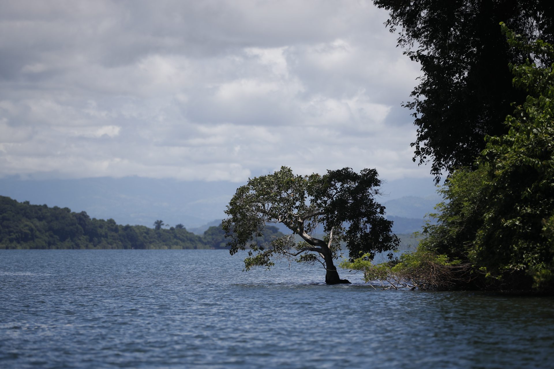 ACOMPAÑA CRÓNICA: PANAMÁ MEDIOAMBIENTE. AME2336. DAVID (PANAMÁ), 25/09/2024.- Fotografía del 14 de septiembre de 2024 de un manglar, en el distrito de David, provincia de Chiriquí (Panamá). Un controvertido proyecto portuario con inversión extranjera que se levantará en el Pacífico de Panamá se enfrenta con el rechazo de ambientalistas por encontrarse, según alegan, en una zona protegida de manglares, por lo que reclaman su suspensión ante el Supremo panameño, mientras los lugareños lo defienden activamente por su positivo impacto económico. EFE/ Bienvenido Velasco