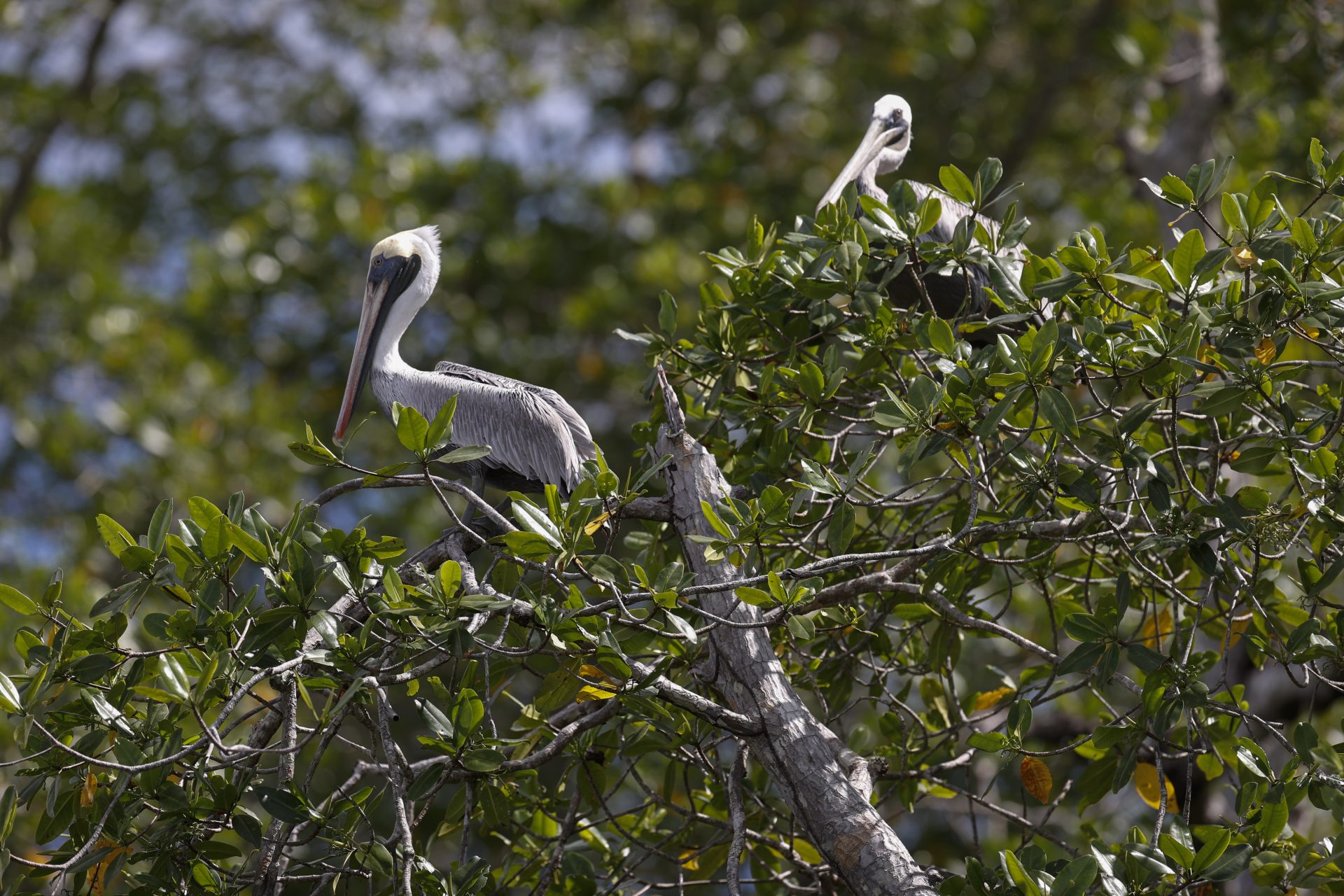ACOMPAÑA CRÓNICA: PANAMÁ MEDIOAMBIENTE. AME2336. DAVID (PANAMÁ), 25/09/2024.- Fotografía del 14 de septiembre de 2024 de un pelícano en un manglar, en el distrito de David, provincia de Chiriquí (Panamá). Un controvertido proyecto portuario con inversión extranjera que se levantará en el Pacífico de Panamá se enfrenta con el rechazo de ambientalistas por encontrarse, según alegan, en una zona protegida de manglares, por lo que reclaman su suspensión ante el Supremo panameño, mientras los lugareños lo defienden activamente por su positivo impacto económico. EFE/ Bienvenido Velasco
