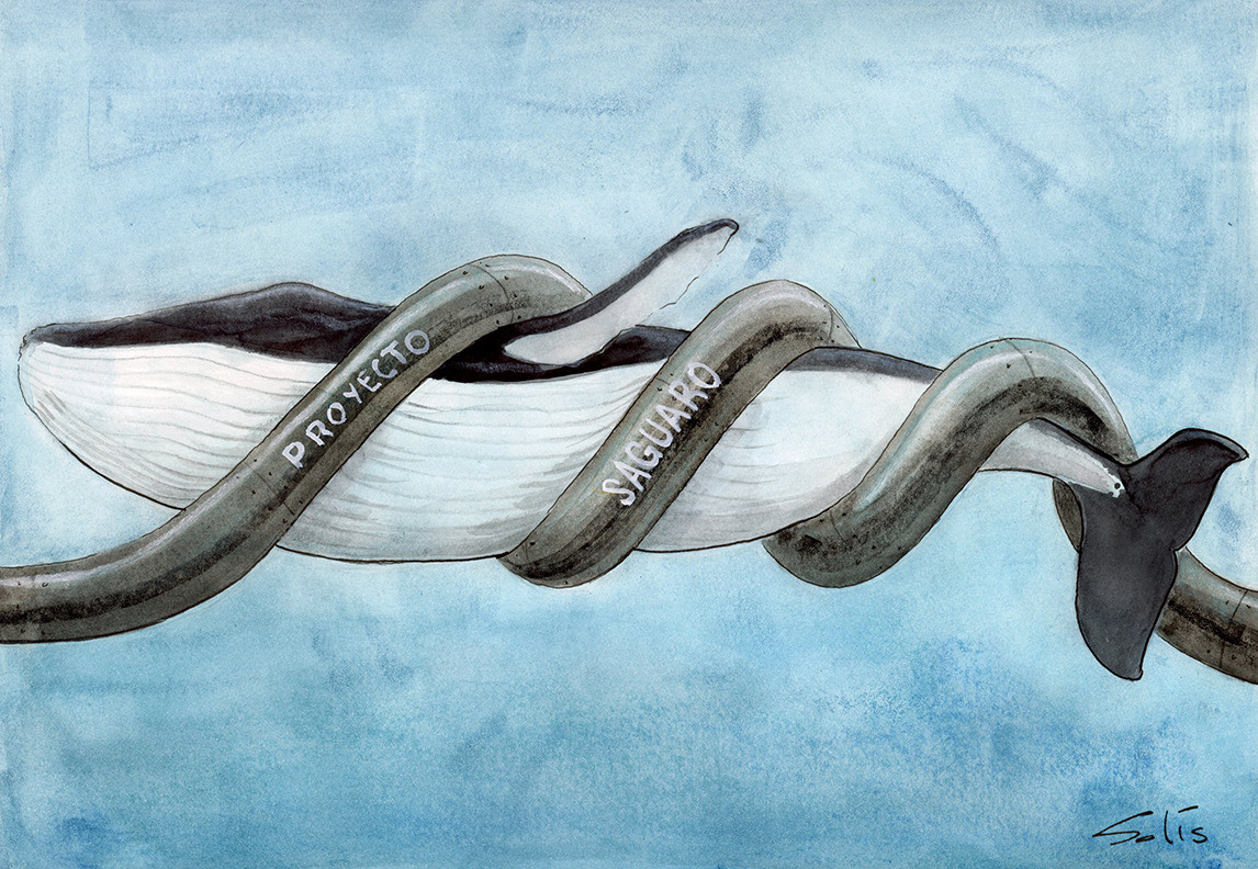 Daños colaterales (Proyectan un gasoducto en el Golfo de California que afectaría severamente a la fauna marina). Por () Víctor Solís (@Visoor) desde Ciudad de México en la #ViñetaVerde de @EFEverde