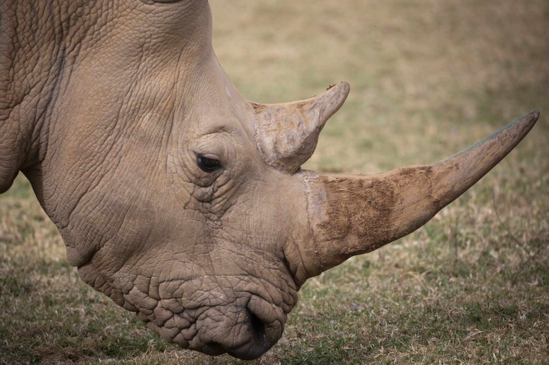 Johannesburg (South Africa), 14/06/2022.- A lone White Rhino grazes in its enclosure at the Joburg Zoo, Johannesburg, South Africa, 14 June 2022. The Joburg Zoo is a 55-hectare (140-acre) zoo established in 1904 and houses about 2,000 animals of some 320 species. (Sudáfrica, Johannesburgo) EFE/EPA/KIM LUDBROOK