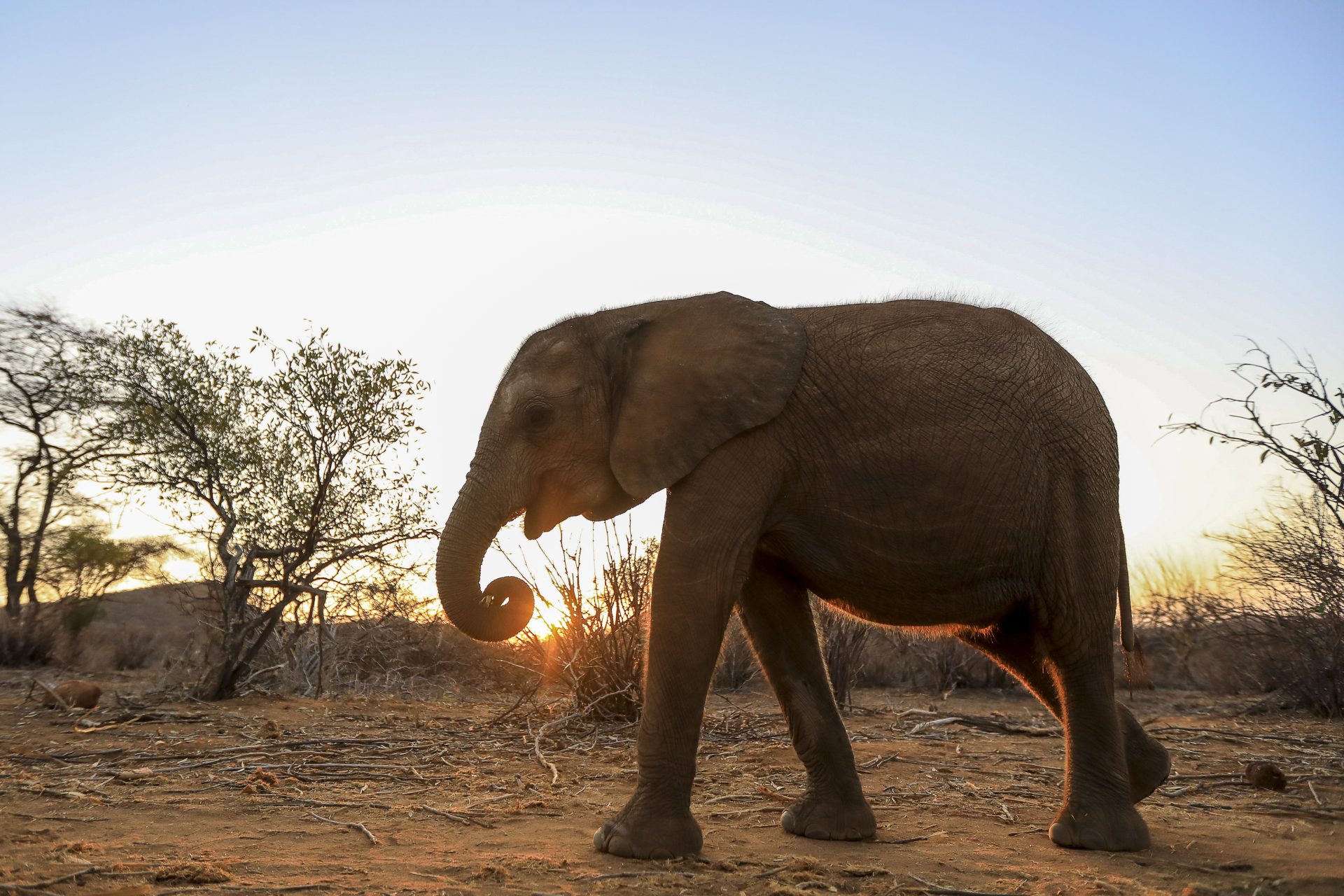 Samburu (Kenya), 12/10/2022.- A rescued elephant calf grazes, after some were separated with their mothers or orphaned, at the Reteti Elephant Sanctuary, in Samburu, Kenya, 12 October 2022 (Issued 13 October 2022). Reteti sanctuary, which is under the Namunyak Community Conservancy, is said to be home to Kenya's second largest elephant population. The sanctuary continues to be strained by the overwhelming rescues they need to do, due to the increasing numbers of orphaned or separated elephant calves as a direct results of the ongoing drought in East Africa. The worst drought in 40 years is now threatening the wildlife and conservation efforts in the region, as it continues to dry their pastures and water points causing a threat to an increase in human wildlife conflict. Millions of people are on the verge of starvation as families struggle to put food on the table as they experience severe drought combined with food shortages caused by the ongoing conflict in Ukraine. (Kenia, Ucrania) EFE/EPA/DANIEL IRUNGU ATTENTION: This Image is part of a PHOTO SET[ATTENTION: This Image is part of a PHOTO SET]
