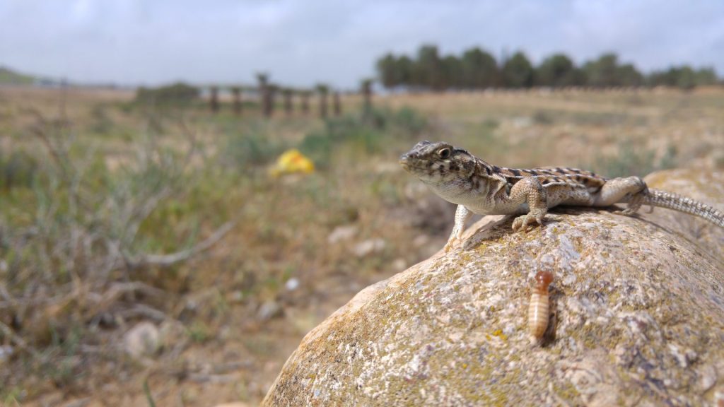 Lagarto ('Acanthodactylus beershebensis'), una de las especies elegidas en el marco del proyecto. Crédito: SIMON JAMISON