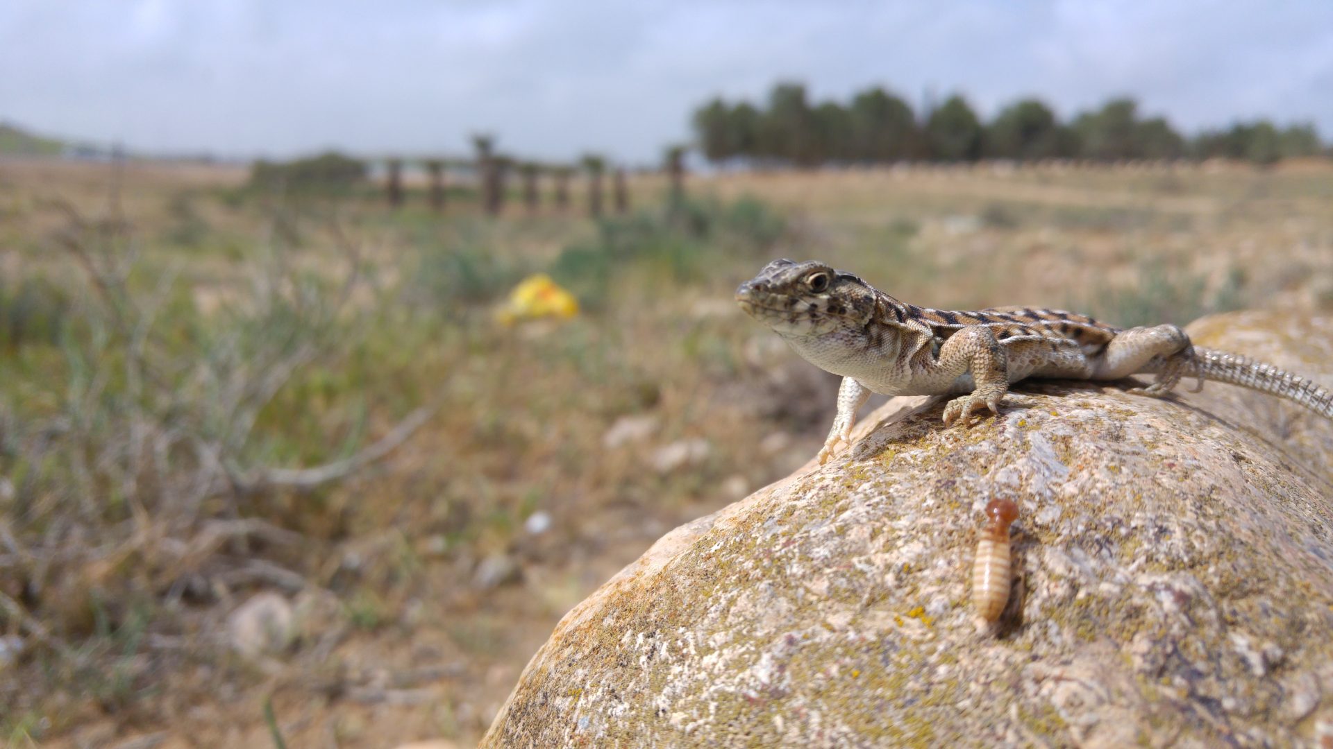Lagarto ('Acanthodactylus beershebensis'), una de las especies elegidas en el marco del proyecto. Crédito: SIMON JAMISON