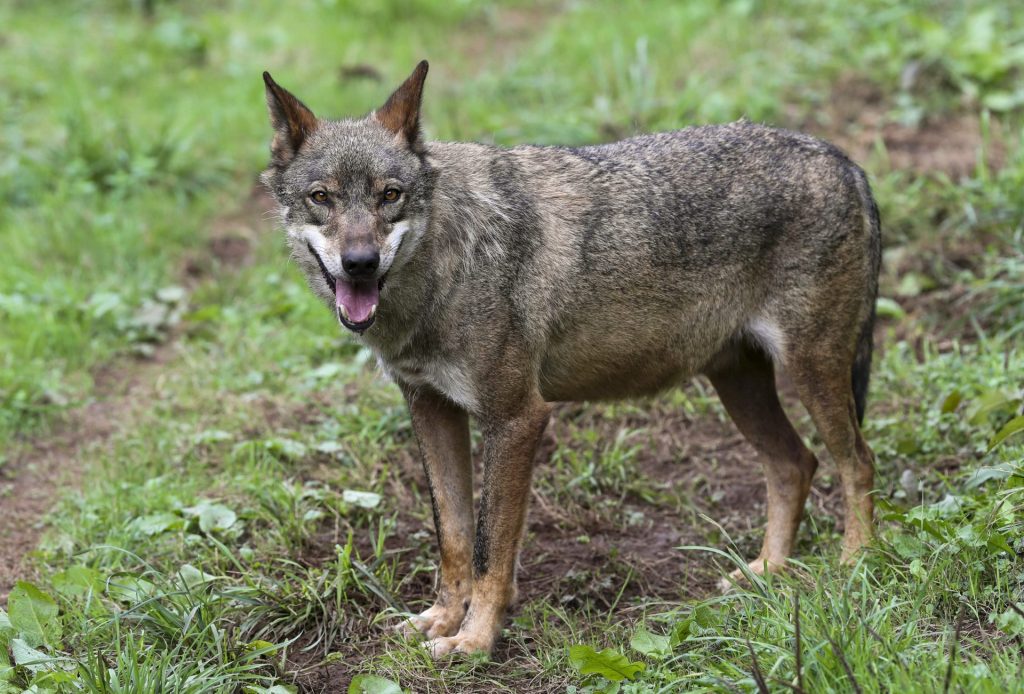 BELMONTE (ASTURIAS), 05/09/2023.- Un lobo Ibérico en las instalaciones del centro de interpretación del lobo de Belmonte (Asturias), este martes. España ya dispone de mecanismos de flexibilidad para la protección del lobo, ha asegurado su titular de Agricultura, Pesca y Alimentación en funciones, Luis Planas, después de que la Comisión Europea (CE) se haya abierto a rebajar el nivel de protección de la especie. EFE/ J.L.Cereijido