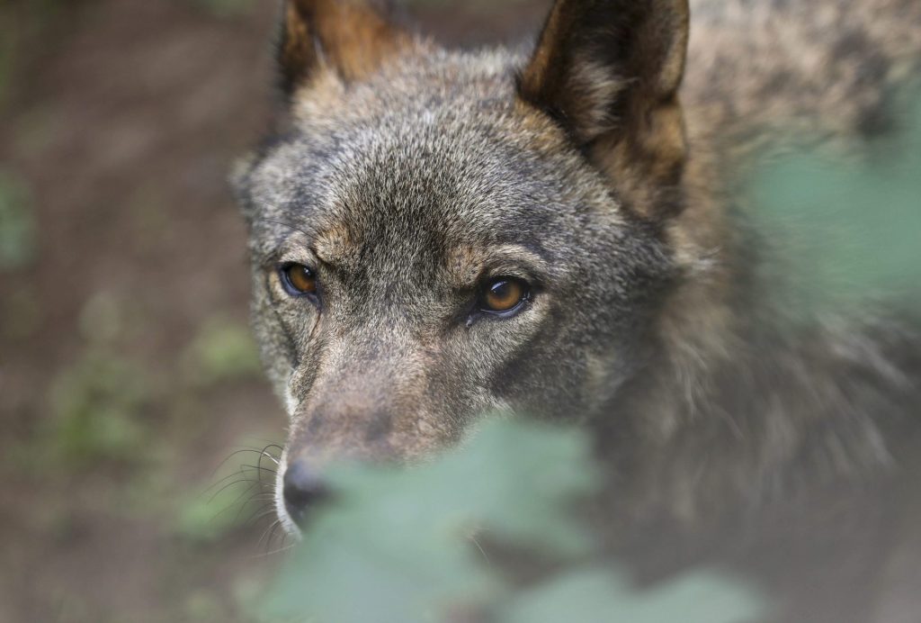 BELMONTE (ASTURIAS), 05/09/2023.- Un lobo Ibérico en las instalaciones del centro de interpretación del lobo de Belmonte (Asturias), este martes. España ya dispone de mecanismos de flexibilidad para la protección del lobo, ha asegurado su titular de Agricultura, Pesca y Alimentación en funciones, Luis Planas, después de que la Comisión Europea (CE) se haya abierto a rebajar el nivel de protección de la especie. EFE/ J.L.Cereijido