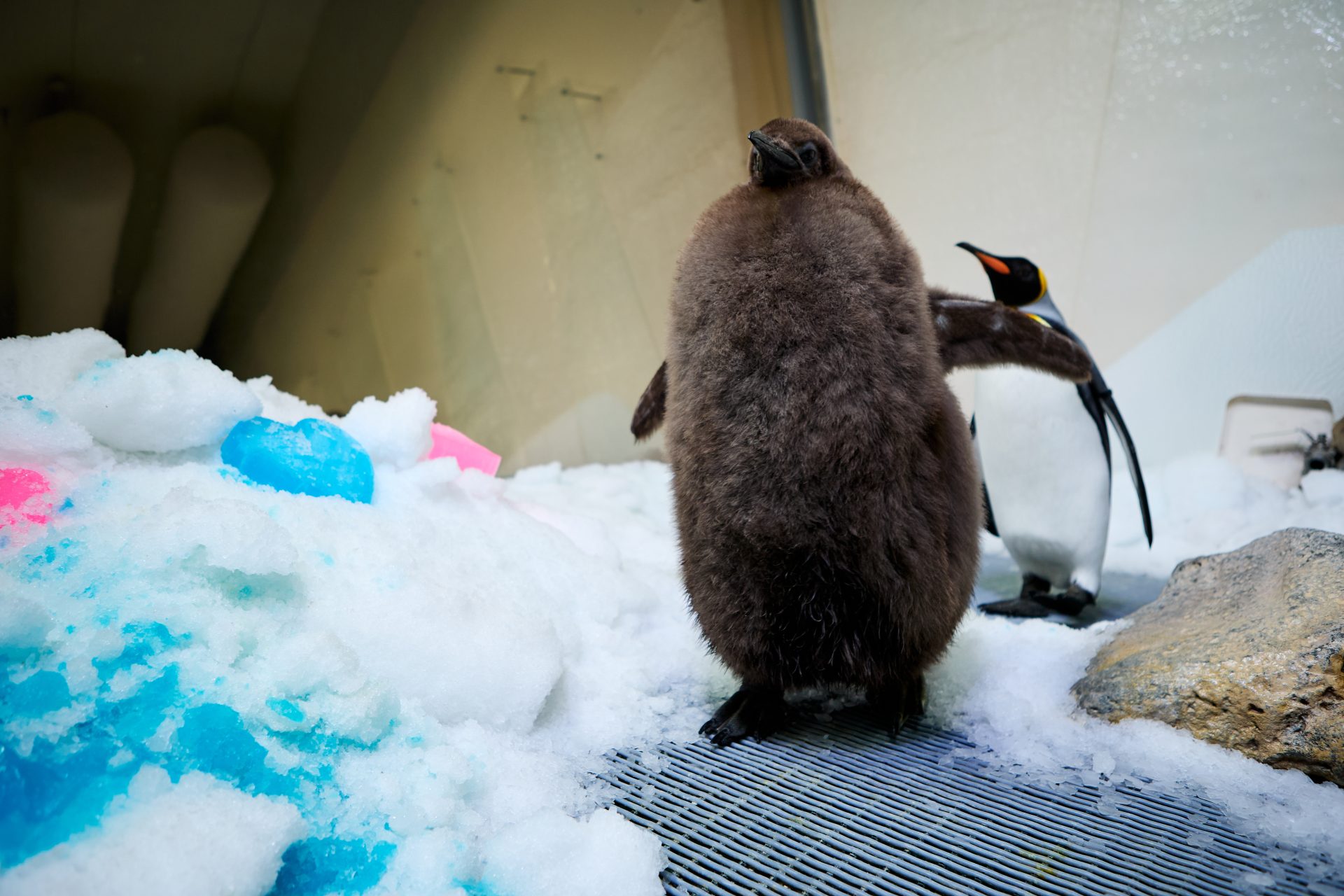 SÍDNEY, 23/09/2024.- Pesto, un glotón polluelo de pingüino rey que habita un acuario de la ciudad australiana de Melbourne, se ha convertido en una celebridad en el país y fuera de sus fronteras al pesar más de 21 kilogramos, casi el peso combinado de sus padres. "Gracias a su apetito (que lo hace comer) de 25 peces al día, (Pesto) es oficialmente el polluelo más grande que ha visto Sea Life Melbourne", publica en su portal el acuario australiano que aloja a esta ave marina. Este polluelo macho de la especie de los pingüino rey (Aptenodytes patagonicus) ha inspirado una serie de videos que, debido a su tamaño inusual y su peculiar forma de moverse, han sido un éxito en las redes sociales, como Tik Tok. EFE/ Merlin Entertainments (Sea Life Melbourne) SOLO USO EDITORIAL/SOLO DISPONIBLE PARA ILUSTRAR LA NOTICIA QUE ACOMPAÑA (CRÉDITO OBLIGATORIO)