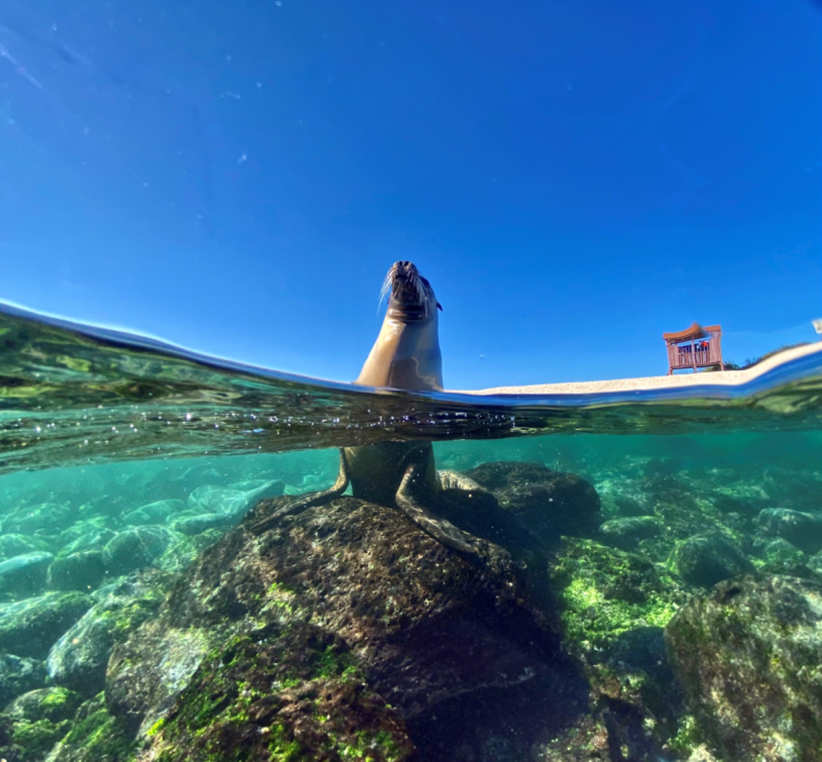 Cedida por Galápago Day / Uso editorial