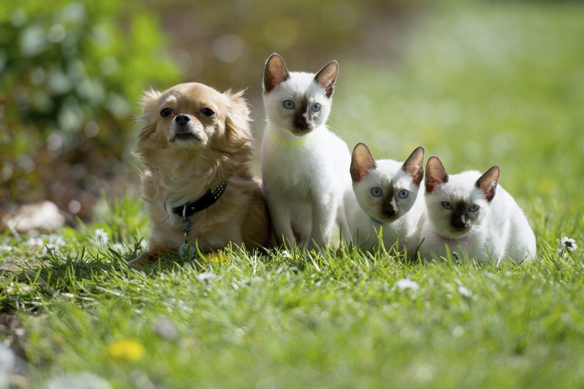 MJH212 DORTMUND (ALEMANIA) 28/04/2015.- Un chihuahua (izq) y tres siameses posan para los fotógrafos durante la rueda de prensa de presentación de la feria 'Hund & Katz' (Perro y Gato) en Dortmund (Alemania) hoy, martes 28 de abril de 2015. La feria se celebra del 8 al 10 de mayo. EFE/Maja Hitij