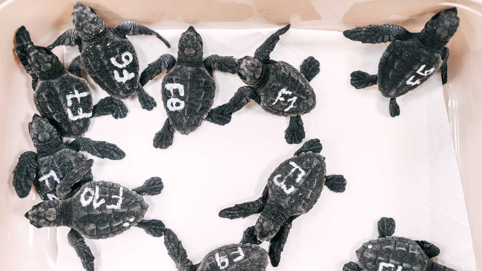 Diez crías han nacido de los 27 huevos desovados por un ejemplar de tortuga boba (caretta caretta) en agosto pasado en la playa de Poniente de Benidorm (Alicante), según ha comunicado l'Oceanogràfic. EFE/ Ayuntamiento De Benidorm SÓLO USO EDITORIAL / SÓLO DISPONIBLE PARA ILUSTRAR LA NOTICIA QUE ACOMPAÑA (CRÉDITO OBLIGATORIO)