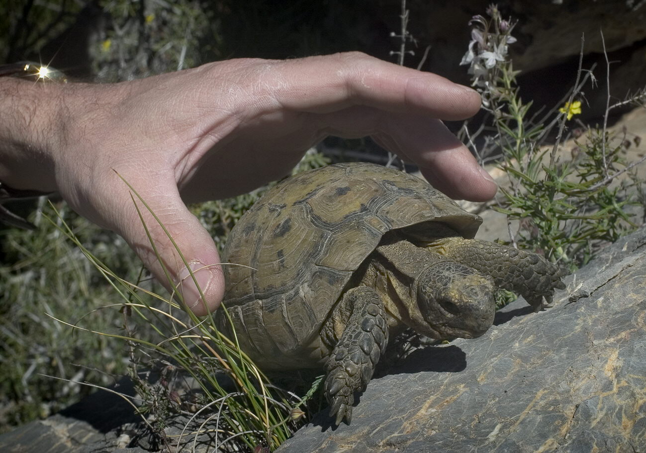 *EFE-ANDALUCIA* AL03. Turre (Almería), 22/04/04.- Imagen de una de las 124 tortugas mora que fueron puestas en libertad hoy en Turre, tras una estancia en el Centro de Recuperación de Especies Amenazadas. EFE/José Manuel Vidal