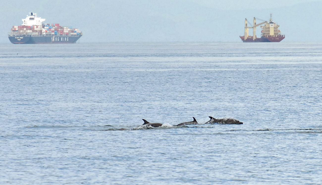 Un grupo de delfines nadan en el mar, en una imagen de archivo. EFE/Alejandro Bolívar