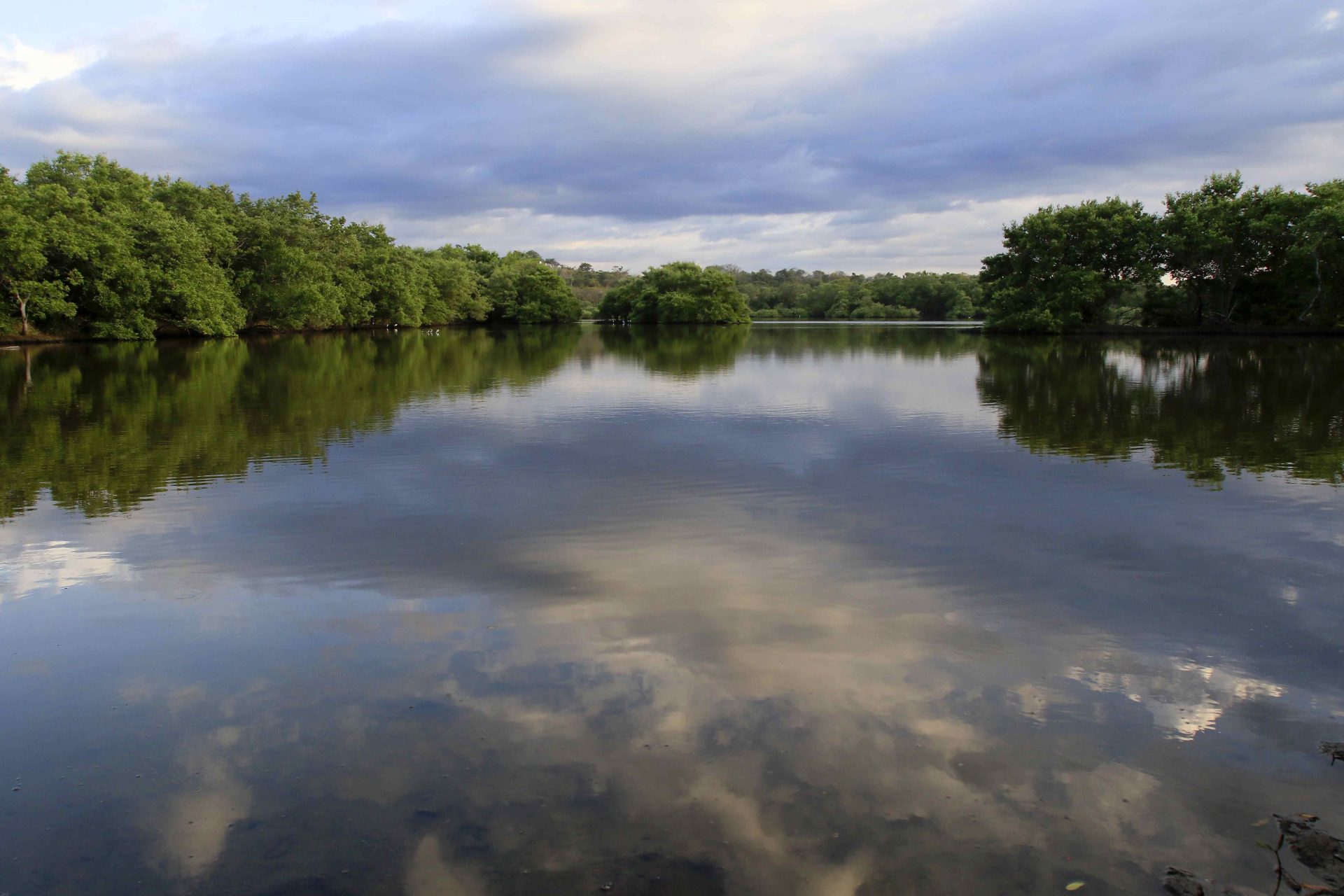 AME8471. SAN JOSÉ (COSTA RICA), 28/12/2019.- Vista de un manglar este viernes, en la zona de Guacalillo, en el Pacífico Central (Costa Rica). Los manglares conocidos como humedales, son ecosistemas que cumplen la función de hospedar a cientos de especies vegetales y animales, a la vez se desempeñan como pulmones naturales del ambiente por crear oxígeno. EFE/ Jeffrey Arguedas