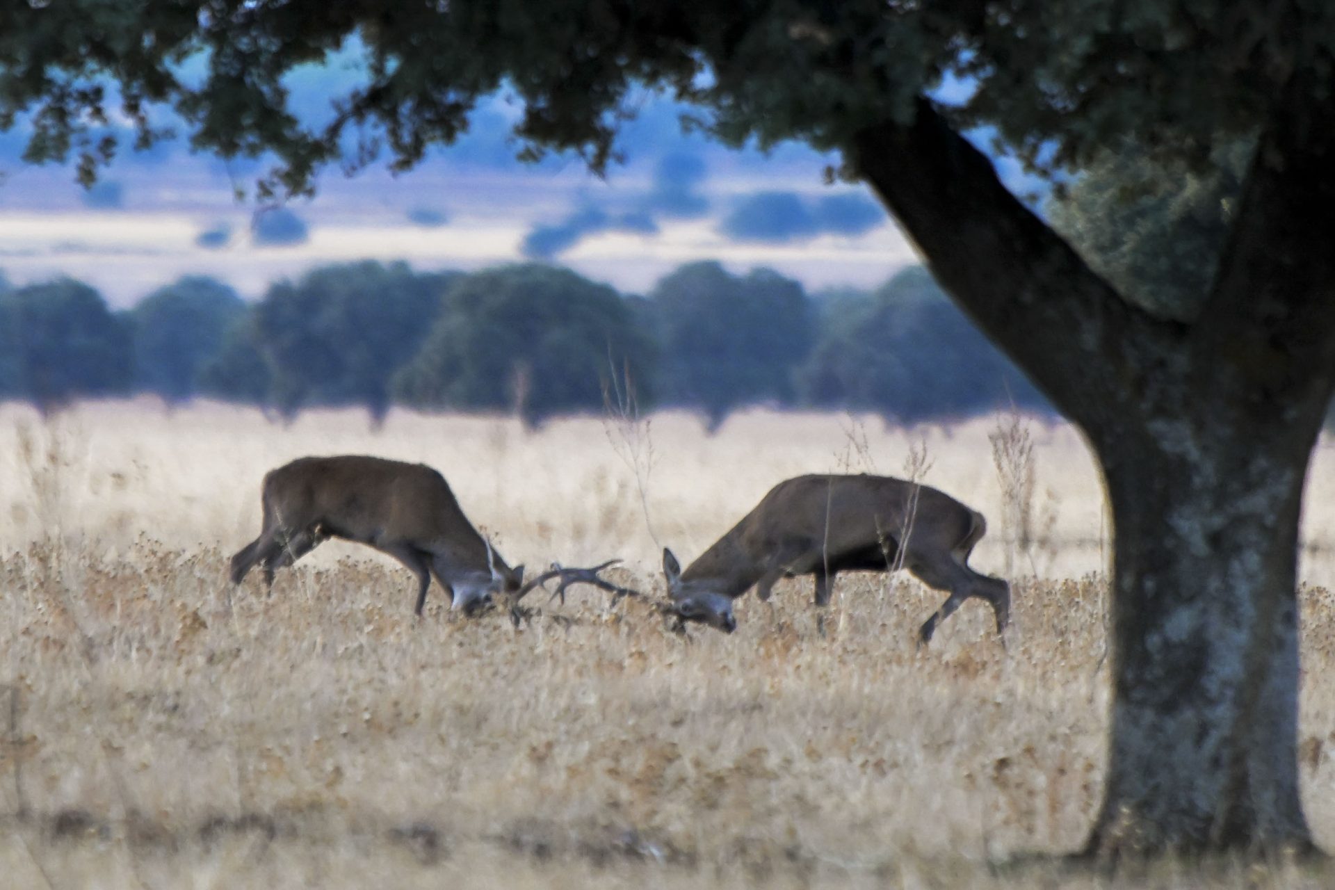 El Parque Nacional de Cabañeros, espacio natural protegido de las provincias de Ciudad Real y Toledo, se ha convertido en un lugar inmejorable para vibrar con el ritual de apareamiento de los ciervos, conocido popularmente como la berrea, donde los amantes del medio natural pueden disfrutar durante estas semanas de uno de los espectáculos más fascinantes de la naturaleza. EFE/Jesús Monroy