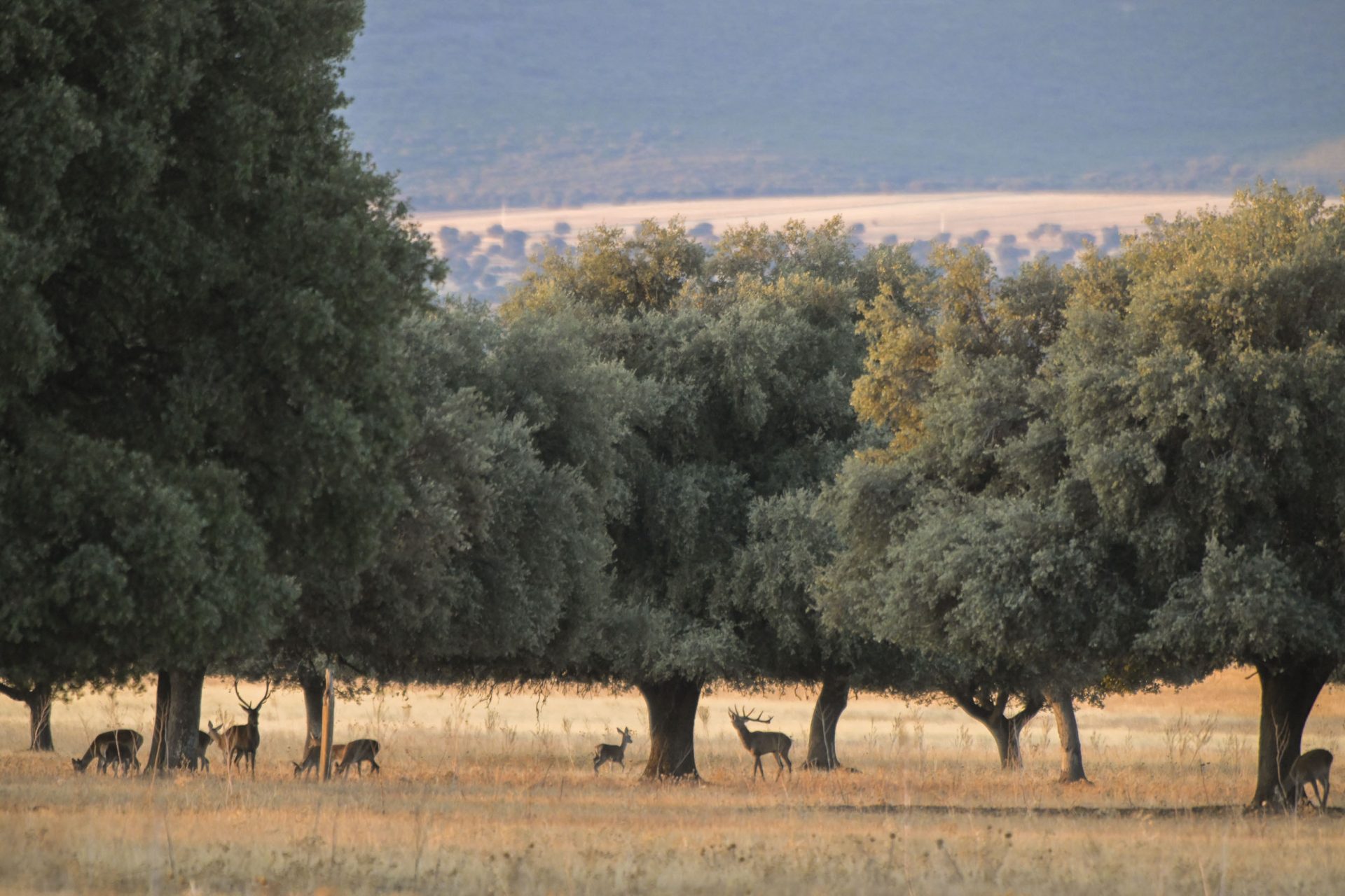  El Parque Nacional de Cabañeros, espacio natural protegido de las provincias de Ciudad Real y Toledo, se ha convertido en un lugar inmejorable para vibrar con el ritual de apareamiento de los ciervos, conocido popularmente como la berrea, donde los amantes del medio natural pueden disfrutar durante estas semanas de uno de los espectáculos más fascinantes de la naturaleza. EFE/Jesús Monroy