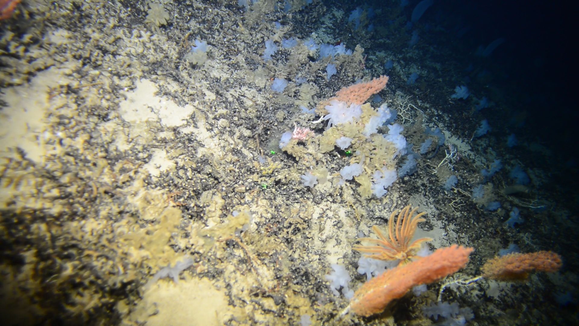 Fotografía facilitada por el Instituto Español de Oceanografía que muestra fondos de coral muerto donde crecen esponjas del género Farrea, y el coral bambú Acanella arbuscula. EFE