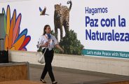 AME9031. CALI (COLOMBIA), 19/10/2024.- Una mujer camina en el Centro de Eventos este sábado en Cali (Colombia). La ciudad colombiana de Cali levantará este domingo el telón de la COP16, que reunirá a representantes de más de 190 países hasta el 1 de noviembre para tratar de resolver la tarea que tiene pendiente el mundo de proteger la biodiversidad. EFE/ Mauricio Dueñas Castañeda
