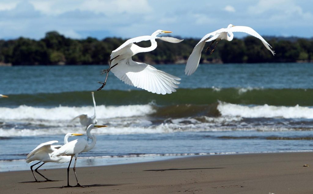 Fotografía de archivo del 14 de septiembre de 2017 de aves en una playa en Ladrilleros (Colombia). EFE/ Mauricio Dueñas Castañeda
