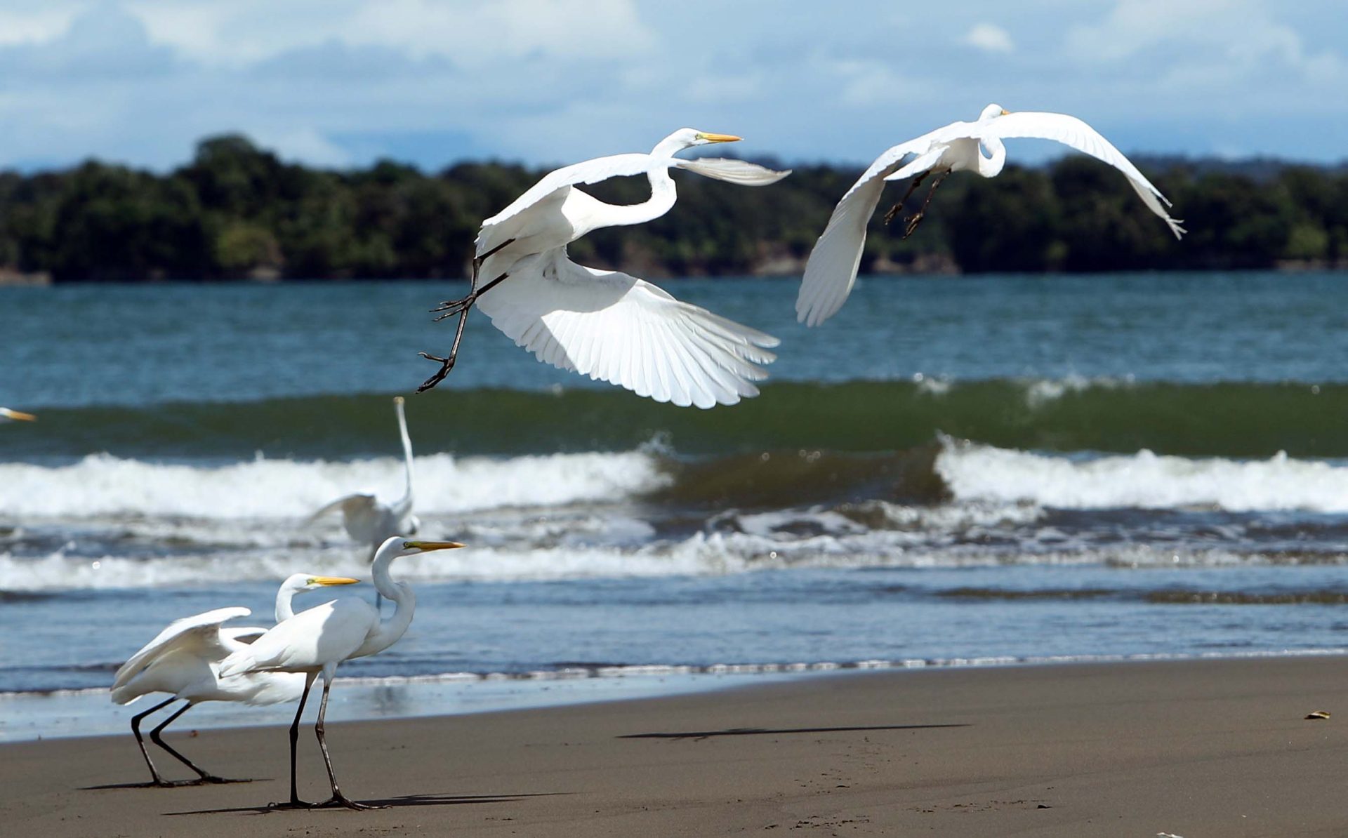 Fotografía de archivo del 14 de septiembre de 2017 de aves en una playa en Ladrilleros (Colombia). EFE/ Mauricio Dueñas Castañeda